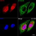 KD-Validated ISG15 Rabbit mAb (20 μl)