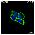 ABflo® 488 Rabbit anti-Human EGFR mAb (100 T)