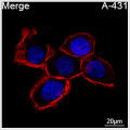 ABflo® 647 Rabbit anti-Human EGFR mAb (100 T)