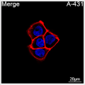ABflo® 594 Rabbit anti-Human EGFR mAb (100 T)