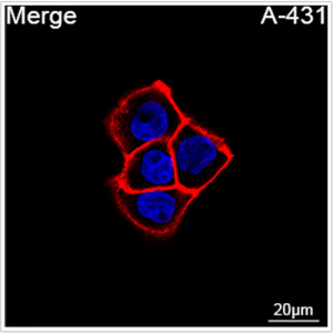 ABflo® 594 Rabbit anti-Human EGFR mAb (100 T)