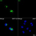 ABflo® 488 Rabbit anti-Human IL9 mAb (100 T)
