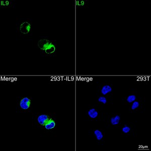 ABflo® 488 Rabbit anti-Human IL9 mAb (100 T)