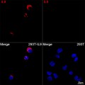 ABflo® 594 Rabbit anti-Human IL9 mAb (100 T)