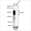 KD-Validated EGFR Rabbit PolymAb® (20 μl)