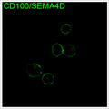 ABflo® 488 Rabbit anti-Human CD100/SEMA4D mAb (100 T)
