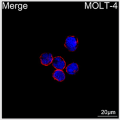 ABflo® 647 Rabbit anti-Human CD100/SEMA4D mAb (100 T)