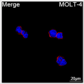 ABflo® 594 Rabbit anti-Human CD100/SEMA4D mAb (100 T)