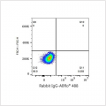 ABflo® 488 Rabbit anti-Human Podoplanin mAb (100 T)