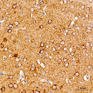KO-Validated COX5A Rabbit pAb (20 μl)