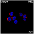 ABflo® 594 Rabbit anti-Human CD84 mAb (100 T)