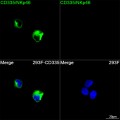 ABflo® 488 Rabbit anti-Human CD335/NKp46 mAb (100 T)