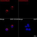 ABflo® 647 Rabbit anti-Human CD335/NKp46 mAb (100 T)
