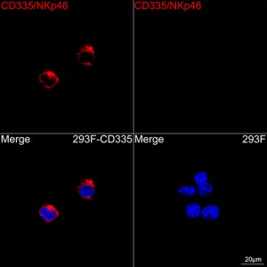ABflo® 647 Rabbit anti-Human CD335/NKp46 mAb (100 T)