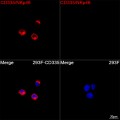 ABflo® 594 Rabbit anti-Human CD335/NKp46 mAb (100 T)