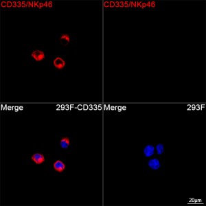 ABflo® 594 Rabbit anti-Human CD335/NKp46 mAb (100 T)