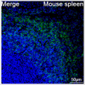 ABflo® 488 Rabbit anti-Mouse CD22 mAb (100 T)