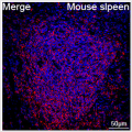 ABflo® 647 Rabbit anti-Mouse CD22 mAb (100 T)