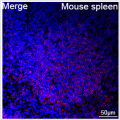ABflo® 594 Rabbit anti-Mouse CD22 mAb (100 T)