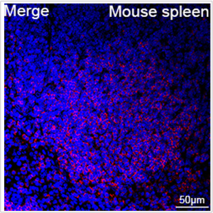 ABflo® 594 Rabbit anti-Mouse CD22 mAb (100 T)
