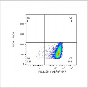 ABflo® 647 Rabbit anti-Human PU.1/SPI1 mAb (100 T)