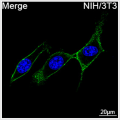 ABflo® 488 Rabbit anti-Mouse CD44 mAb (100 T)