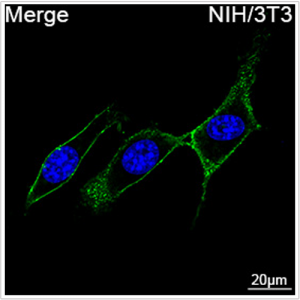 ABflo® 488 Rabbit anti-Mouse CD44 mAb (100 T)