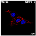 ABflo® 647 Rabbit anti-Mouse CD44 mAb (100 T)