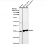 KO-Validated Bad Rabbit pAb (20 μl)