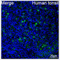 ABflo® 488 Rabbit anti-Human IgM mAb (100 T)