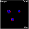 ABflo® 647 Rabbit anti-Human IgM mAb (100 T)