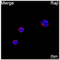 ABflo® 594 Rabbit anti-Human IgM mAb (100 T)