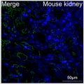 ABflo® 488 Rabbit anti-Human Megalin/LRP2 mAb (100 T)