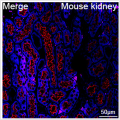 ABflo® 647 Rabbit anti-Human Megalin/LRP2 mAb (100 T)