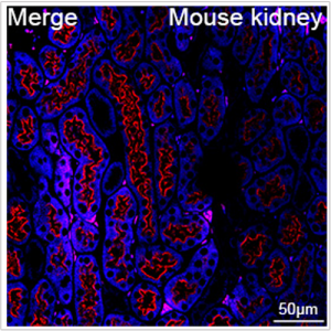 ABflo® 647 Rabbit anti-Human Megalin/LRP2 mAb (100 T)