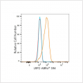 ABflo® 594 Rabbit anti-Human Megalin/LRP2 mAb (100 T)