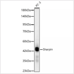 KD-Validated Sharpin Rabbit mAb (20 μl)