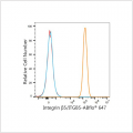Integrin β5/ITGB5 Rabbit mAb (100 μL)