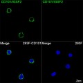 ABflo® 488 Rabbit anti-Human CD101/IGSF2 mAb (100 T)