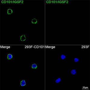 ABflo® 488 Rabbit anti-Human CD101/IGSF2 mAb (100 T)