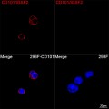 ABflo® 647 Rabbit anti-Human CD101/IGSF2 mAb (100 T)