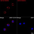 ABflo® 594 Rabbit anti-Human CD101/IGSF2 mAb (100 T)