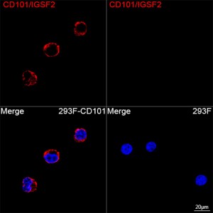 ABflo® 594 Rabbit anti-Human CD101/IGSF2 mAb (100 T)