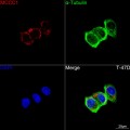 KD-Validated MCCC1 Rabbit mAb (20 μl)