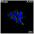 ABflo® 488 Rabbit anti-Human CD104/Integrin β4 mAb (100 T)