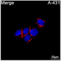 ABflo® 647 Rabbit anti-Human CD104/Integrin β4 mAb (100 T)