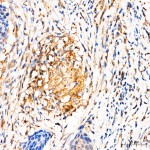 KD-Validated MRPL27 Rabbit pAb (20 μl)