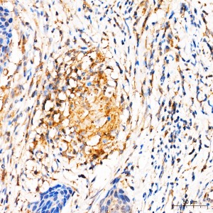 KD-Validated MRPL27 Rabbit pAb (20 μl)