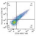 ABflo® 488 Rabbit anti-Human CD38 PolymAb® (100 T)