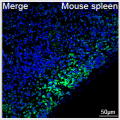 ABflo® 488 Rabbit anti-Mouse CD24 mAb (100 T)